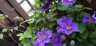 Description of clematis varieties Ashva, planting and care rules