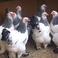Characteristics and description of chickens of the Brahma breed, egg production and maintenance