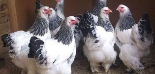 Egenskaper och beskrivning av kycklingar av Brahma-rasen, äggproduktion och underhåll