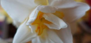 Περιγραφή και χαρακτηριστικά της ποικιλίας White Lyon daffodil, φύτευση και φροντίδα
