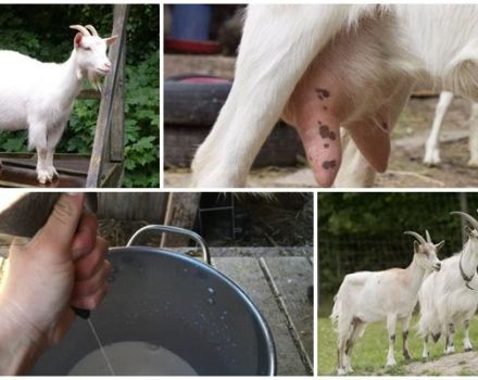 Ką daryti ir kaip gydyti ožką, jei ji valgo blogai ir duoda mažai pieno, bei priežastis