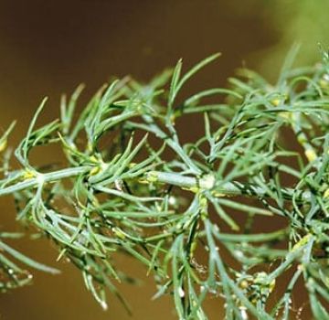 How to get rid of aphids on dill, the better to process folk remedies