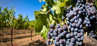 Descrizione e caratteristiche della varietà di uva Moldova o Principe Nero e cura delle colture