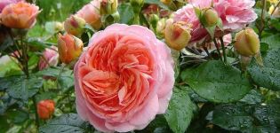 Description de la variété de rose Chippendale, plantation et entretien, lutte contre les maladies