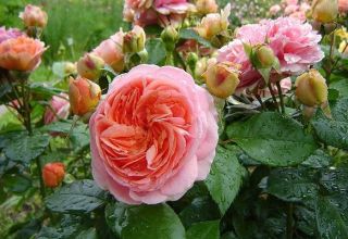 Popis odrůdy růží Chippendale, výsadba a péče, kontrola nemocí