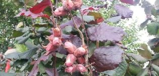 Mô tả và đặc điểm cây phỉ lá đỏ, cách trồng và chăm sóc, sinh sản