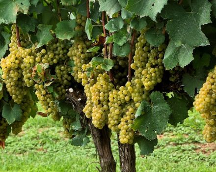 „Chardonnay“ vynuogių veislės aprašymas ir savybės, atsparumas žiemai ir auginimo reikalavimai