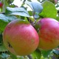 Charakteristika odrody jabloní Renet Chernenko, opis a oblasti pestovania