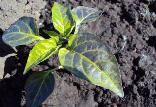 Vad man ska göra om en peppar har lila blad i ett växthus eller öppet fält