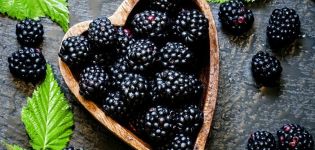 Description and characteristics of blackberry varieties Thornless Evergreen, reproduction, planting and care