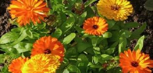 Calendula-Sorten mit Beschreibungs-, Anbau- und Vermehrungsmethoden