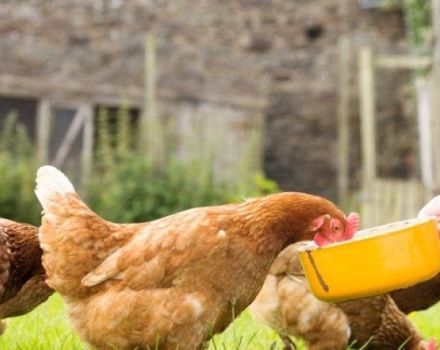 How to give liquid and capsule fish oil to laying hens, dosage rules