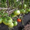 Pomidorų veislės riebalų kaimyno aprašymas, jo savybės ir derlius