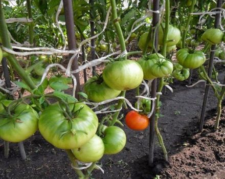 Beskrivelse af tomatsorten Fed nabo, dens egenskaber og udbytte