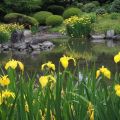 Beskrivning av marsh iris, plantering, odling och vård i det öppna fältet