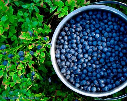 Recept på hur man lagar blåbärssylt på vintern så att det är lika färskt