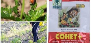Instrucciones de uso del remedio para el escarabajo de la patata de Colorado Soneto