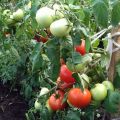 Nastena pomidorų veislės charakteristikos ir aprašymas, derlius