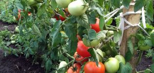 Egenskaper och beskrivning av Nastena-tomatsorten, dess utbyte