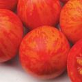Περιγραφή της ποικιλίας ντομάτας Grouse, τα χαρακτηριστικά και η καλλιέργειά της