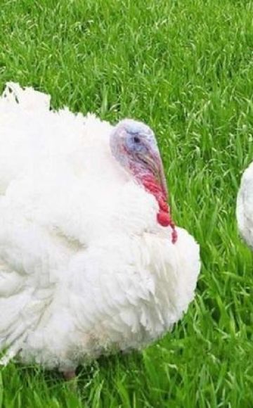 Description and characteristics of grade maker turkeys, breeding