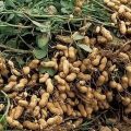 Výsadba, pěstování a péče o arašídy v zahradě a v hrnci doma