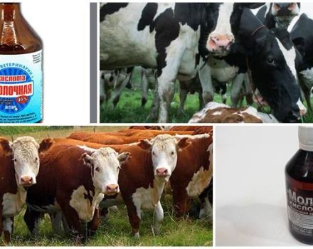 Pokyny na použitie kyseliny mliečnej pre hovädzí dobytok, dávkovanie a skladovanie