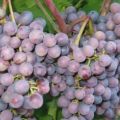 Beskrivning och egenskaper för den tidiga lila druvsorten, historien och odlingsreglerna
