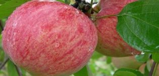 Obuolių rūšių įvairovė ir apibūdinimas: Cinamono juostelė, auginimo istorija ir ypatybės
