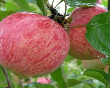 Charakteristika a popis odrůdy jabloní Skořápka pruhovaná, historie a vlastnosti pěstování