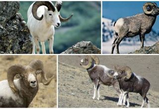 Descripción de la oveja de montaña de Altai e información detallada sobre la especie, cría