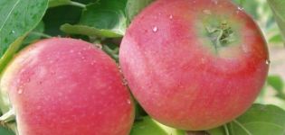 Mô tả và đặc điểm của cây táo Eva, ưu nhược điểm của nó