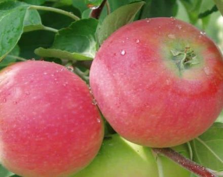 Descrierea și caracteristicile soiului de mere Eva, avantajele și dezavantajele acestuia
