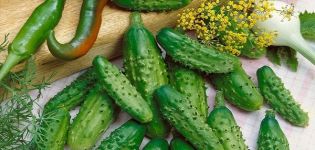 Popis odrůdy okurky Quadrille, funkcí pěstování a péče