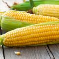 TOP 50 beste Maissorten mit Beschreibungen und Eigenschaften