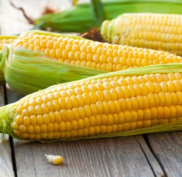TOP 50 bedste sorter af majs med beskrivelser og egenskaber