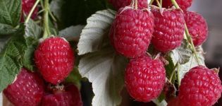 Description of the raspberry variety Hercules, planting, growing and care