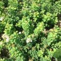 Description des variétés de spirée de bouleau, plantation et entretien en plein champ