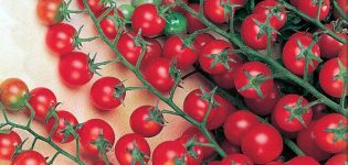 Charakteristika a opis odrody paradajok Krasnaya Grazd, jej výnos