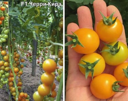 Vyšninių pomidorų veislės „Kira“ aprašymas ir jų savybės