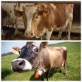 Vad man ska göra om en ko har tappat gummi och hur man behandlar det hemma