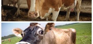 علاج أمراض الماشية ، دليل بيطري