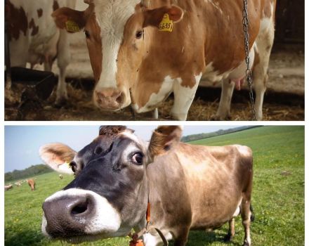 Vad man ska göra om en ko har tappat gummi och hur man behandlar det hemma