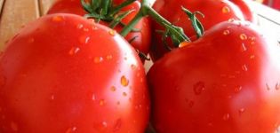 Description de la variété de tomate Aphrodite, son rendement et ses caractéristiques