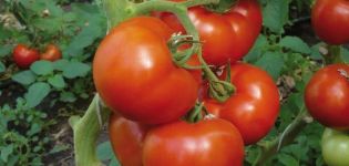 Περιγραφή της ποικιλίας, των χαρακτηριστικών και της απόδοσης της ντομάτας Berberana
