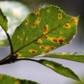 Cómo lidiar con el óxido en las hojas de manzana, cómo tratar y qué hacer