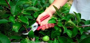 Cum să prune pomii pitici: metode de formare de bază în primăvară, vară și toamnă