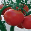 Description of the tomato variety Michelle f1 and its characteristics