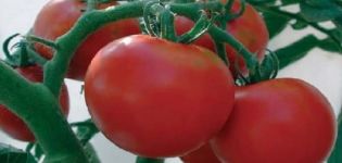 Beskrivning av tomatsorten Michelle f1 och dess egenskaper