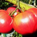Pomidorų veislės Giant red charakteristikos ir aprašymas, derlius